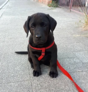 {{brizy_dc_image_alt entityId=