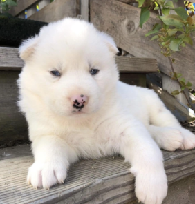 {{brizy_dc_image_alt entityId=