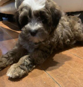 {{brizy_dc_image_alt entityId=