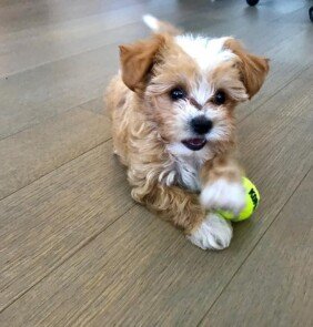 {{brizy_dc_image_alt entityId=