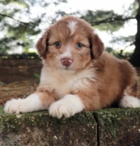 {{brizy_dc_image_alt entityId=