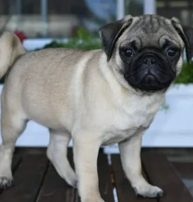 {{brizy_dc_image_alt entityId=