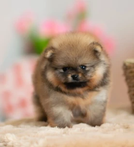 {{brizy_dc_image_alt entityId=