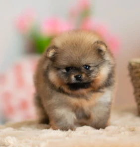 {{brizy_dc_image_alt entityId=