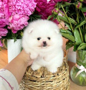 {{brizy_dc_image_alt entityId=