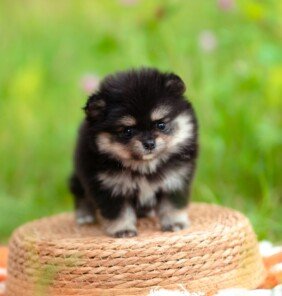 {{brizy_dc_image_alt entityId=