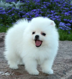 {{brizy_dc_image_alt entityId=