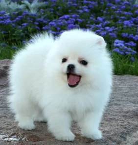 {{brizy_dc_image_alt entityId=