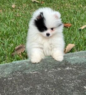 {{brizy_dc_image_alt entityId=