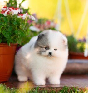 {{brizy_dc_image_alt entityId=