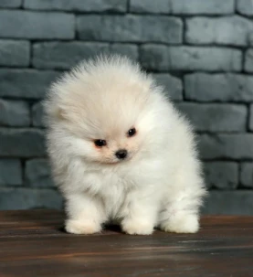 {{brizy_dc_image_alt entityId=