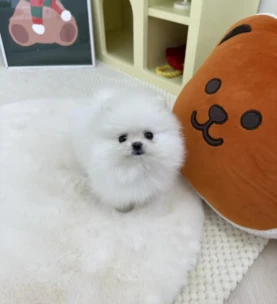 {{brizy_dc_image_alt entityId=