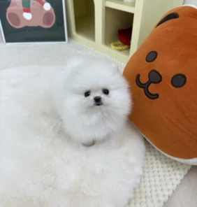 {{brizy_dc_image_alt entityId=