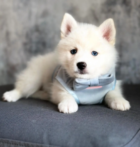 {{brizy_dc_image_alt entityId=