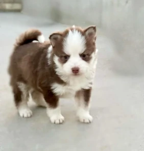 {{brizy_dc_image_alt entityId=