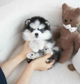 {{brizy_dc_image_alt entityId=