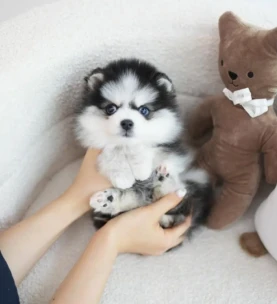 {{brizy_dc_image_alt entityId=