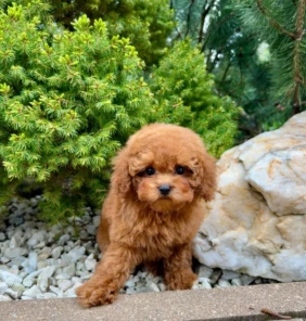 {{brizy_dc_image_alt entityId=