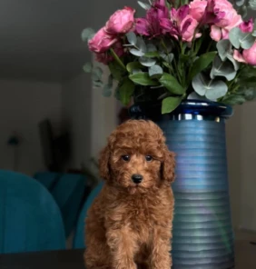 {{brizy_dc_image_alt entityId=