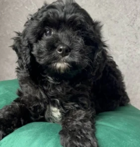 {{brizy_dc_image_alt entityId=