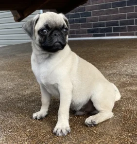 {{brizy_dc_image_alt entityId=