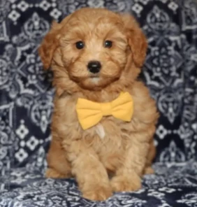 {{brizy_dc_image_alt entityId=