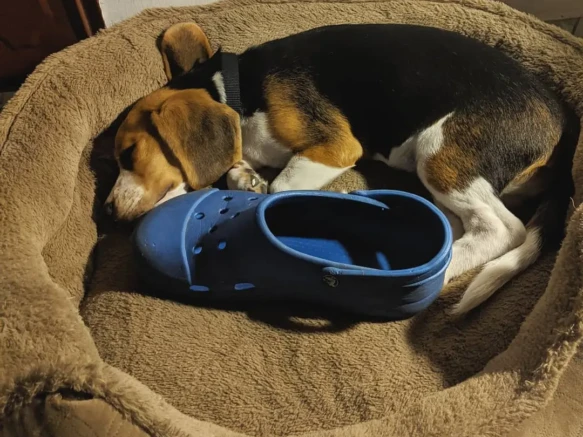 {{brizy_dc_image_alt imageSrc=