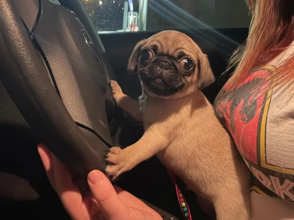 {{brizy_dc_image_alt imageSrc=