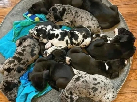 {{brizy_dc_image_alt imageSrc=