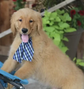 {{brizy_dc_image_alt entityId=