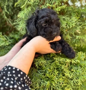 {{brizy_dc_image_alt entityId=