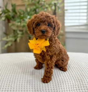 {{brizy_dc_image_alt entityId=