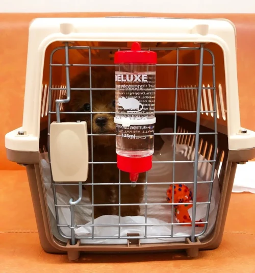 toypoodlehomeus-20250627-0001 {{brizy_dc_image_alt imageSrc=