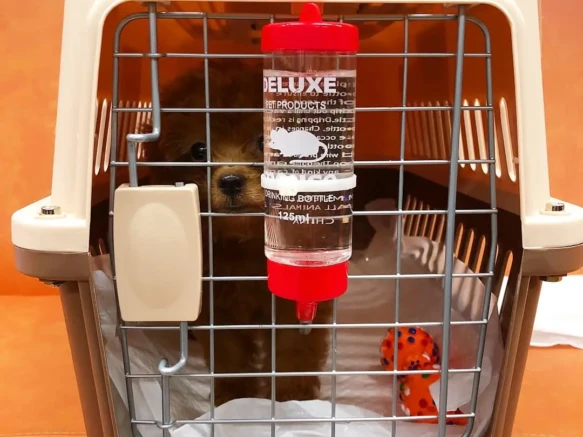 {{brizy_dc_image_alt imageSrc=