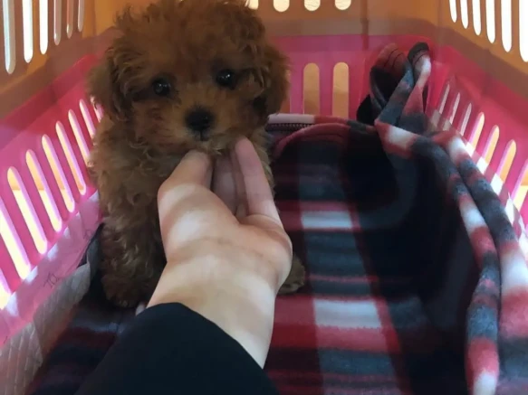 {{brizy_dc_image_alt imageSrc=