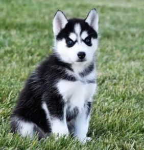 {{brizy_dc_image_alt entityId=